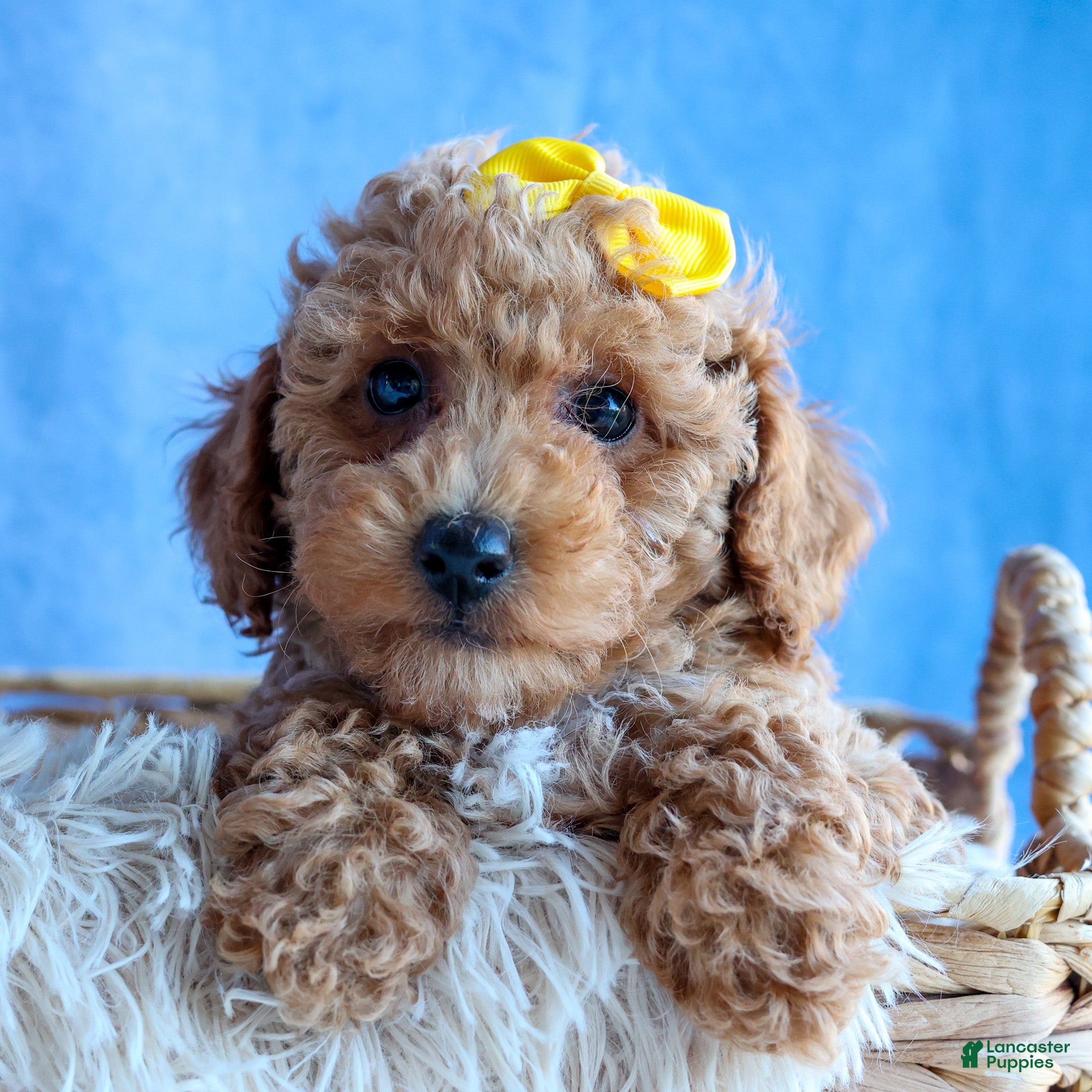 Miniature Poodle dogs LINSEY - Ad 33