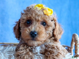 Miniature Poodle dogs LINSEY - Ad 33