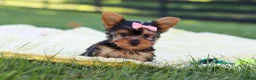 Yorkshire Terrier dogs for sale: Macy - Ad 8