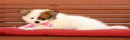Pomeranian dogs for sale: Shelly - Ad 5