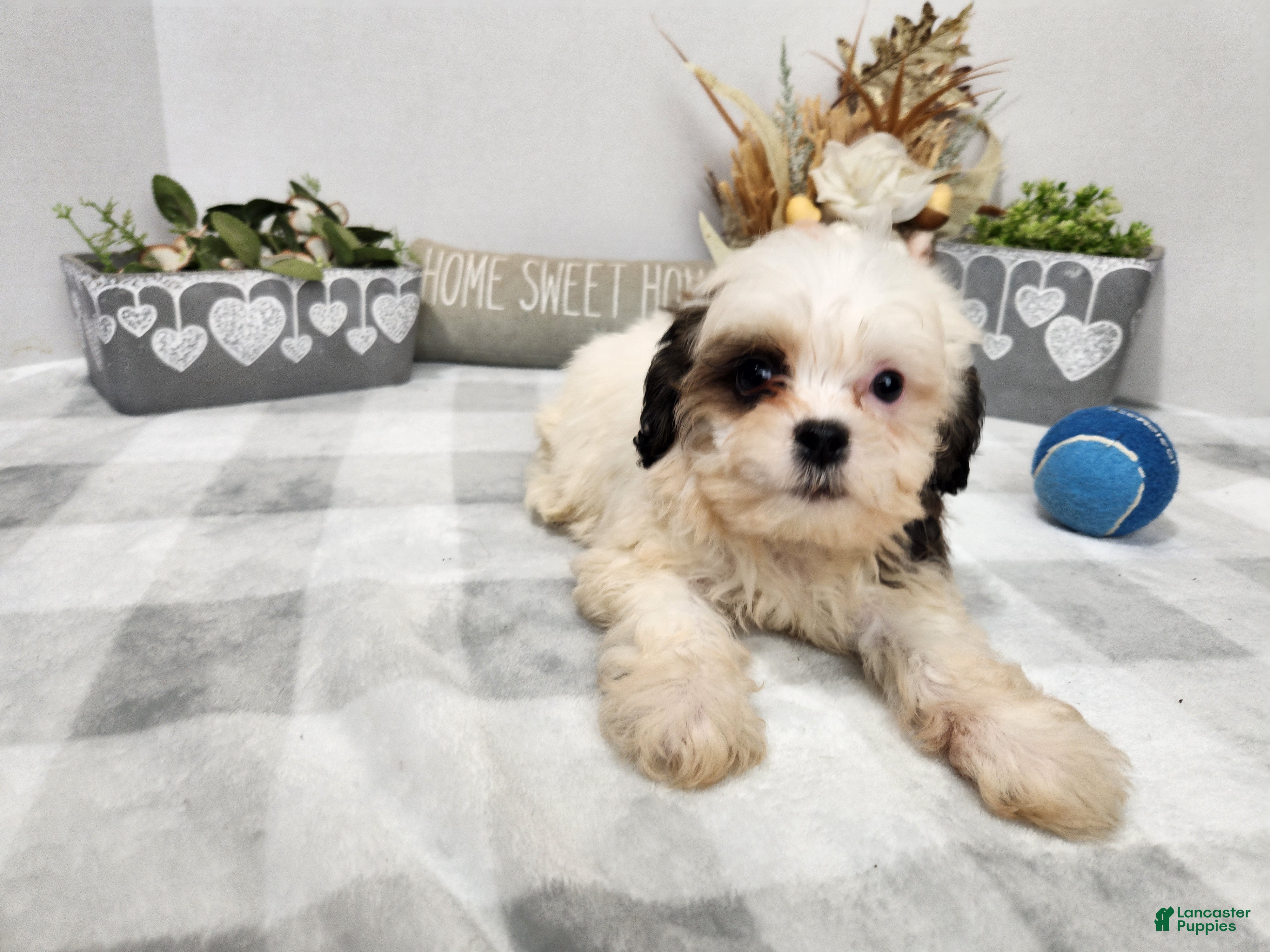 Teddy Bear dogs Curtis - Ad 2