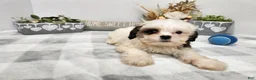 Teddy Bear dogs for sale: Curtis - Ad 2