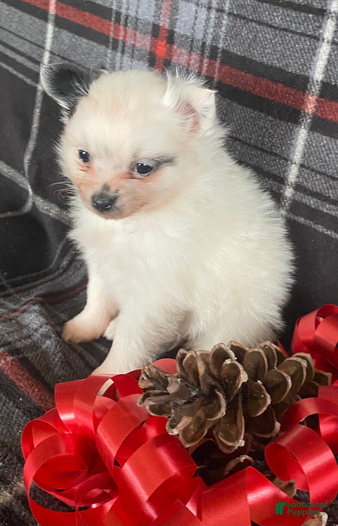 Pomchi dogs for sale: Misty - Ad 4