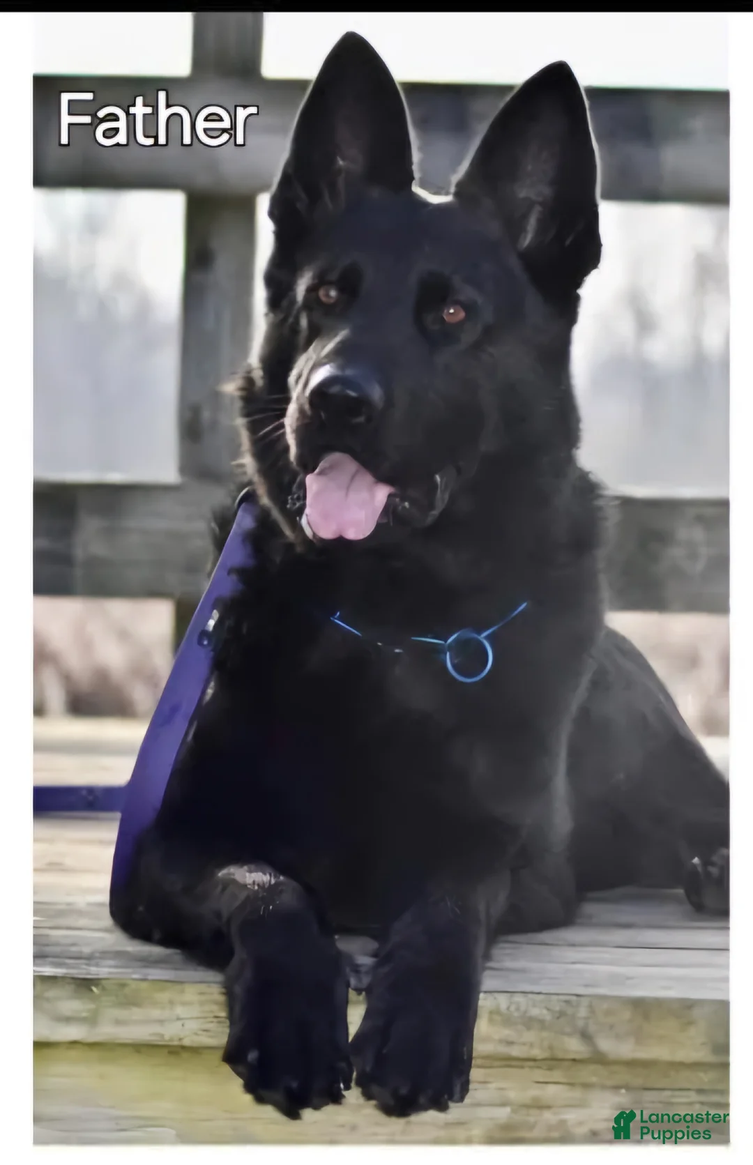 German Shepherd dogs for sale: German Shepherd (Lucky) - Ad 3