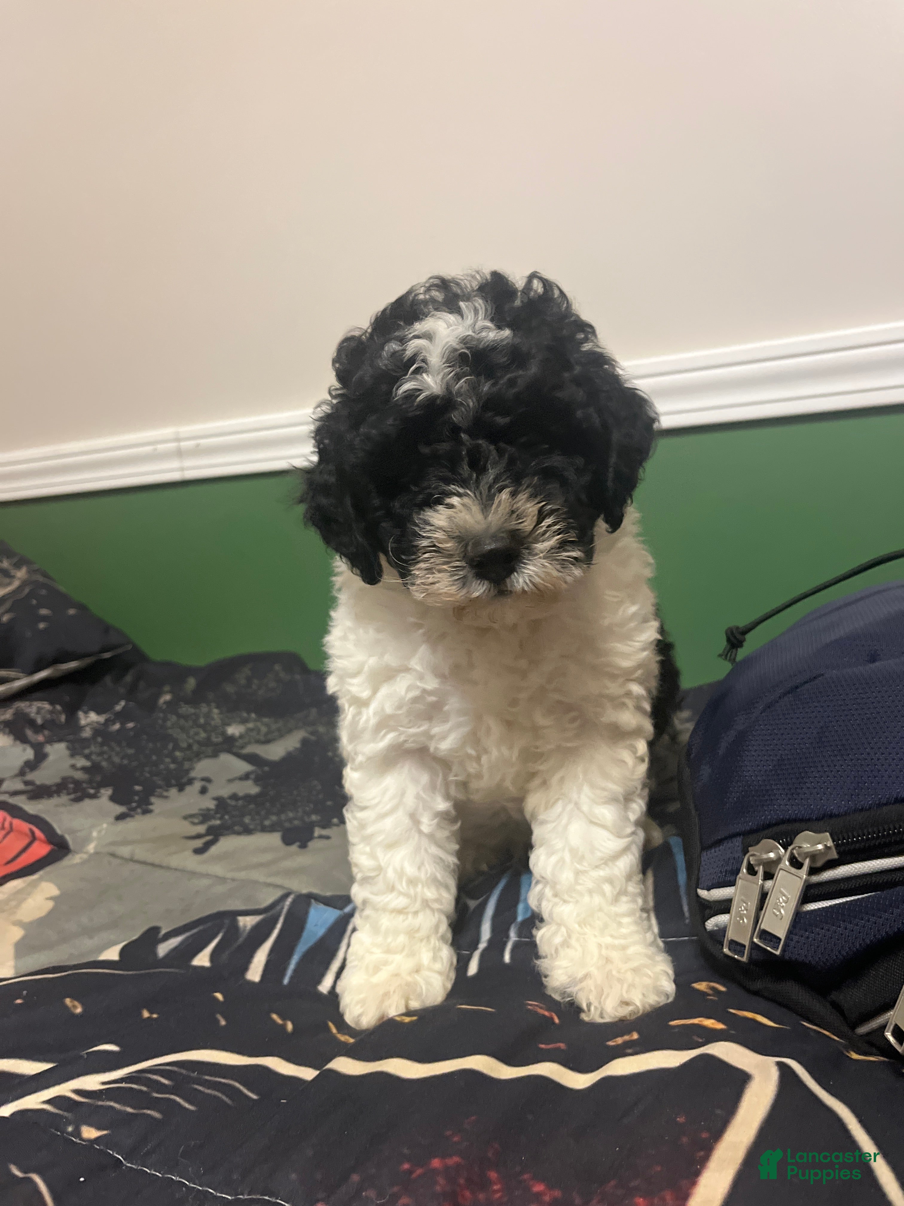 Mini Bernedoodle dogs Mini Bernedoodle 1 - Ad 12