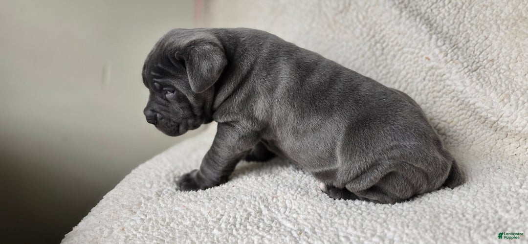 Cane Corso dogs for sale: Cane Corso Puppy 1 - Ad 5