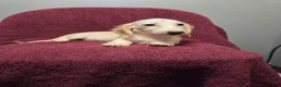 Miniature Dachshund dogs for sale: Sophie - Ad 6
