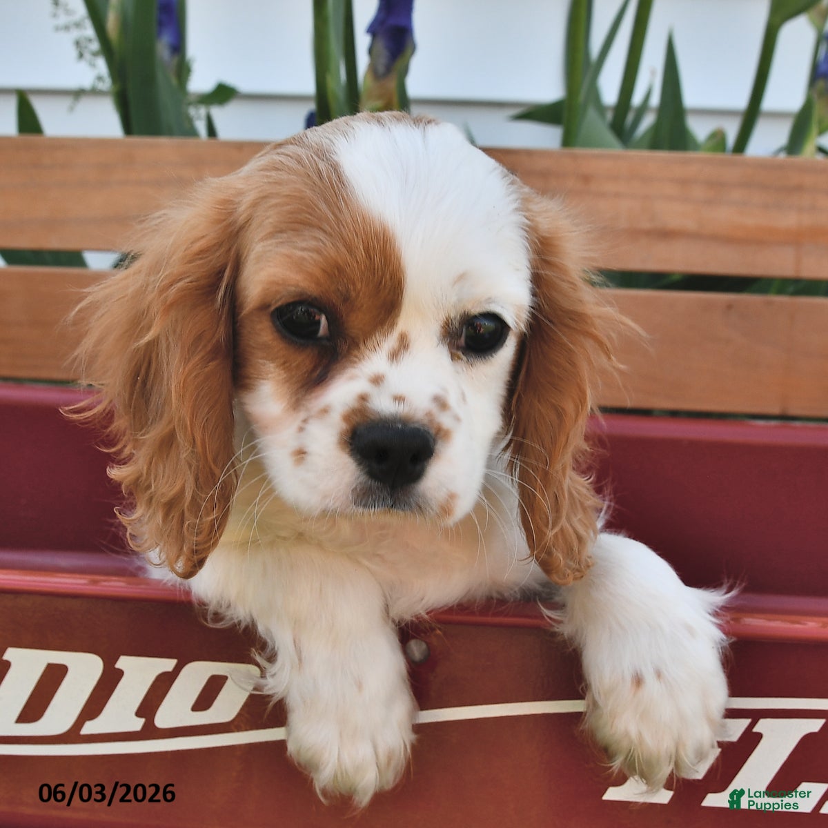 Cavalier King Charles Spaniel dogs Hunter - Ad 1