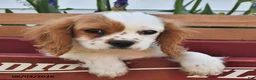 Cavalier King Charles Spaniel dogs for sale: Hunter - Ad 1