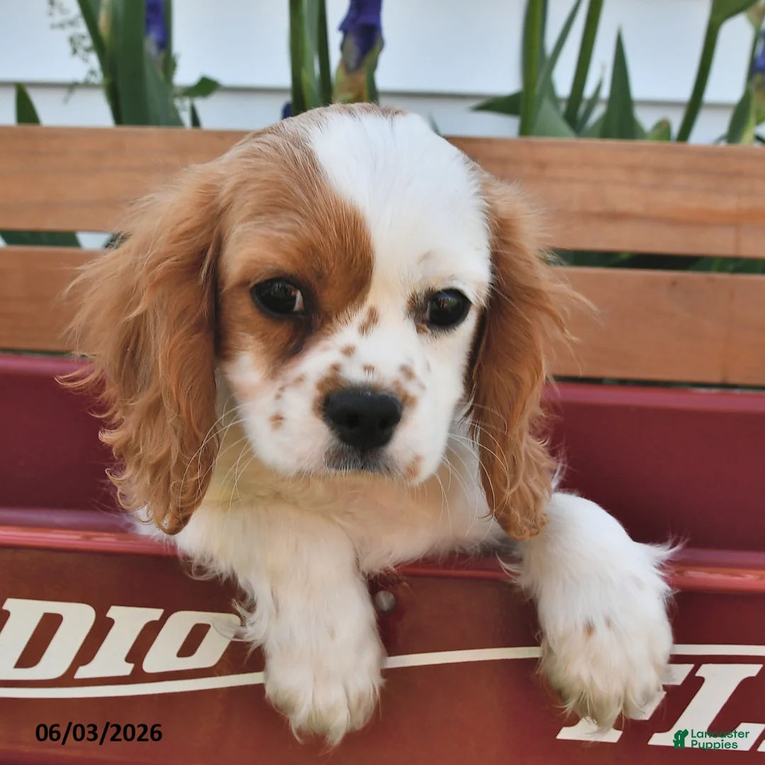 Cavalier King Charles Spaniel dogs for sale: Hunter - Ad 1