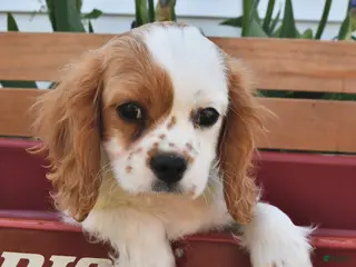 Cavalier King Charles Spaniel dogs for sale: Hunter - Ad 1