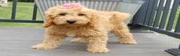 Mini Goldendoodle dogs for sale: Lela-MEDIUM - Ad 4