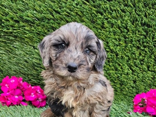 Mini Goldendoodle dogs - Ad 37