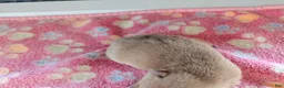 Chihuahua dogs for sale: Faith - Ad 2