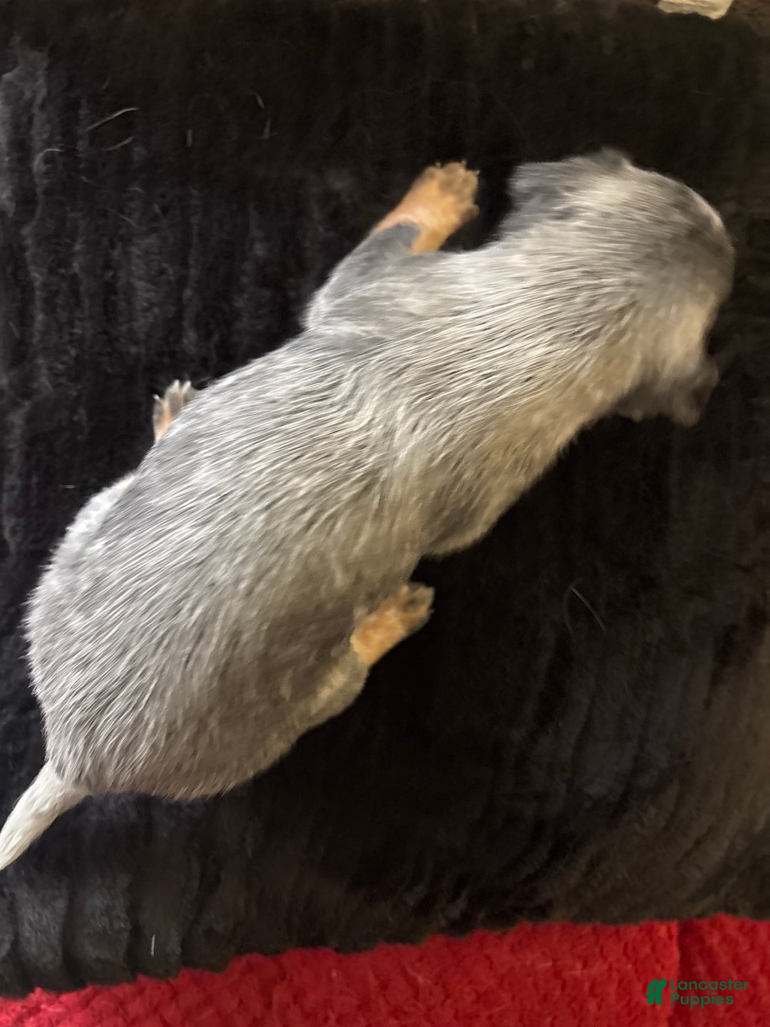 Australian Cattle Dog dogs for sale: Patch - Ad 2