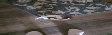 ChiShiPoo Male