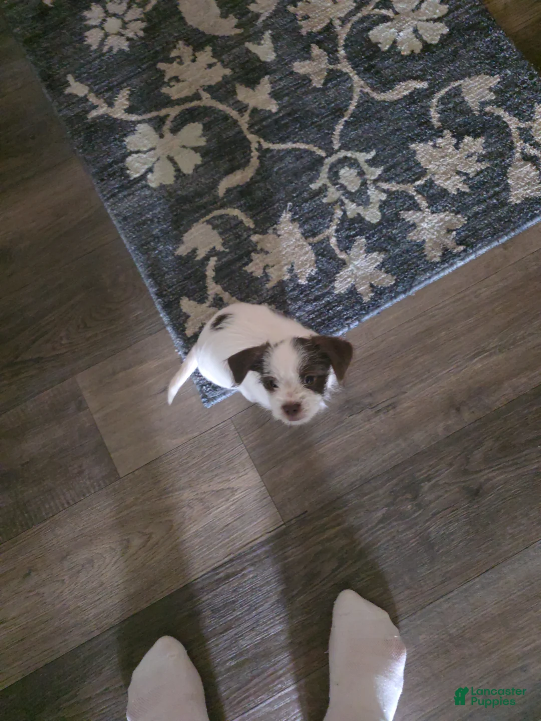 Mixed Breed dogs for sale: ChiShiPoo Male - Ad 1