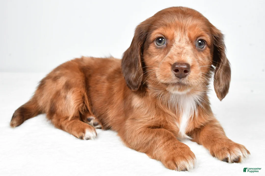 Miniature Dachshund dogs for sale: Letti - Ad 1