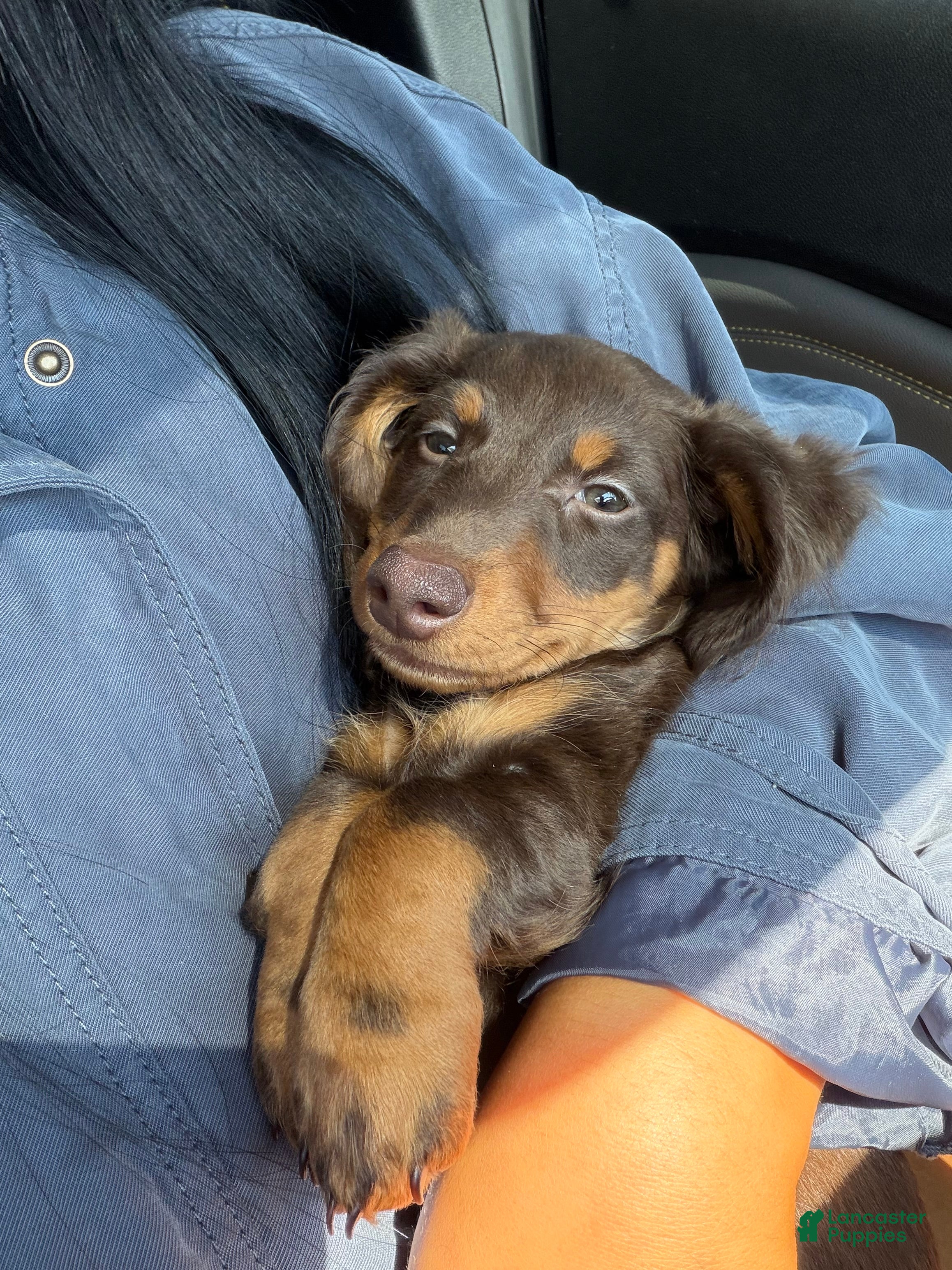 Miniature Dachshund dogs Miniature Dachshund 2 (chai) - Ad 2