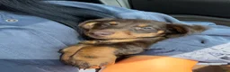 Miniature Dachshund dogs for sale: Miniature Dachshund 2 (chai) - Ad 2