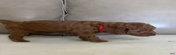 Miniature Poodle dogs for sale: Rumi - Ad 2