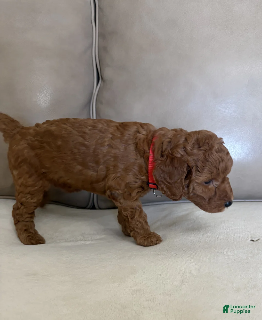 Miniature Poodle dogs for sale: Rumi - Ad 2
