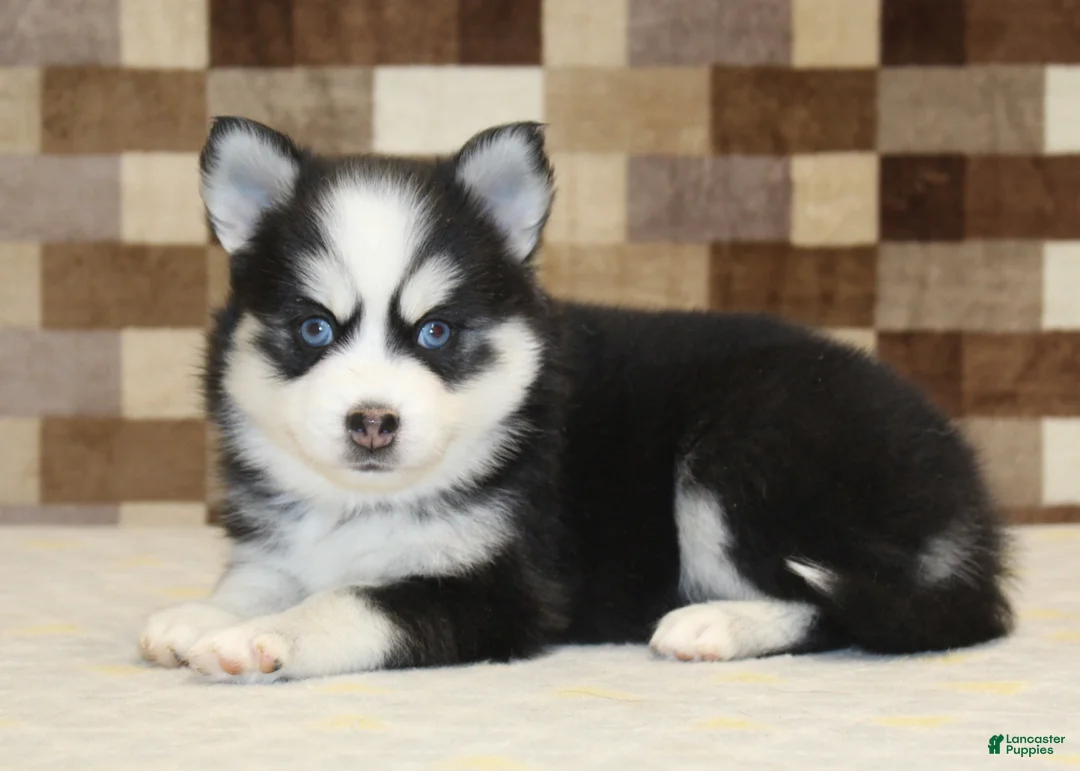 Pomsky dogs for sale: Bandit - Ad 10