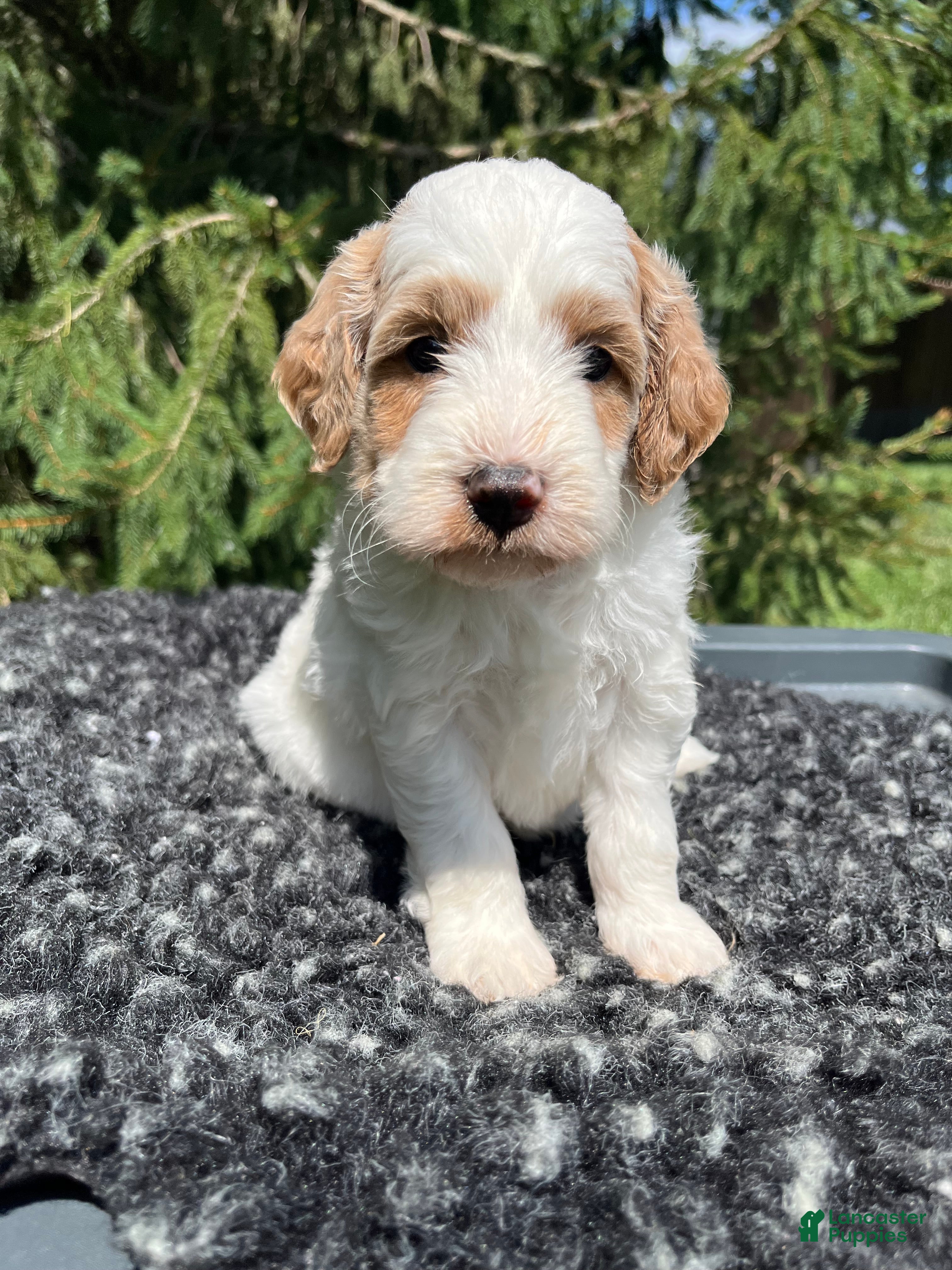 Mini Goldendoodle dogs Kobe - Ad 1