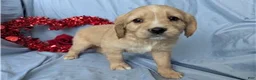 Mixed Breed dogs for sale: Rose - Ad 3