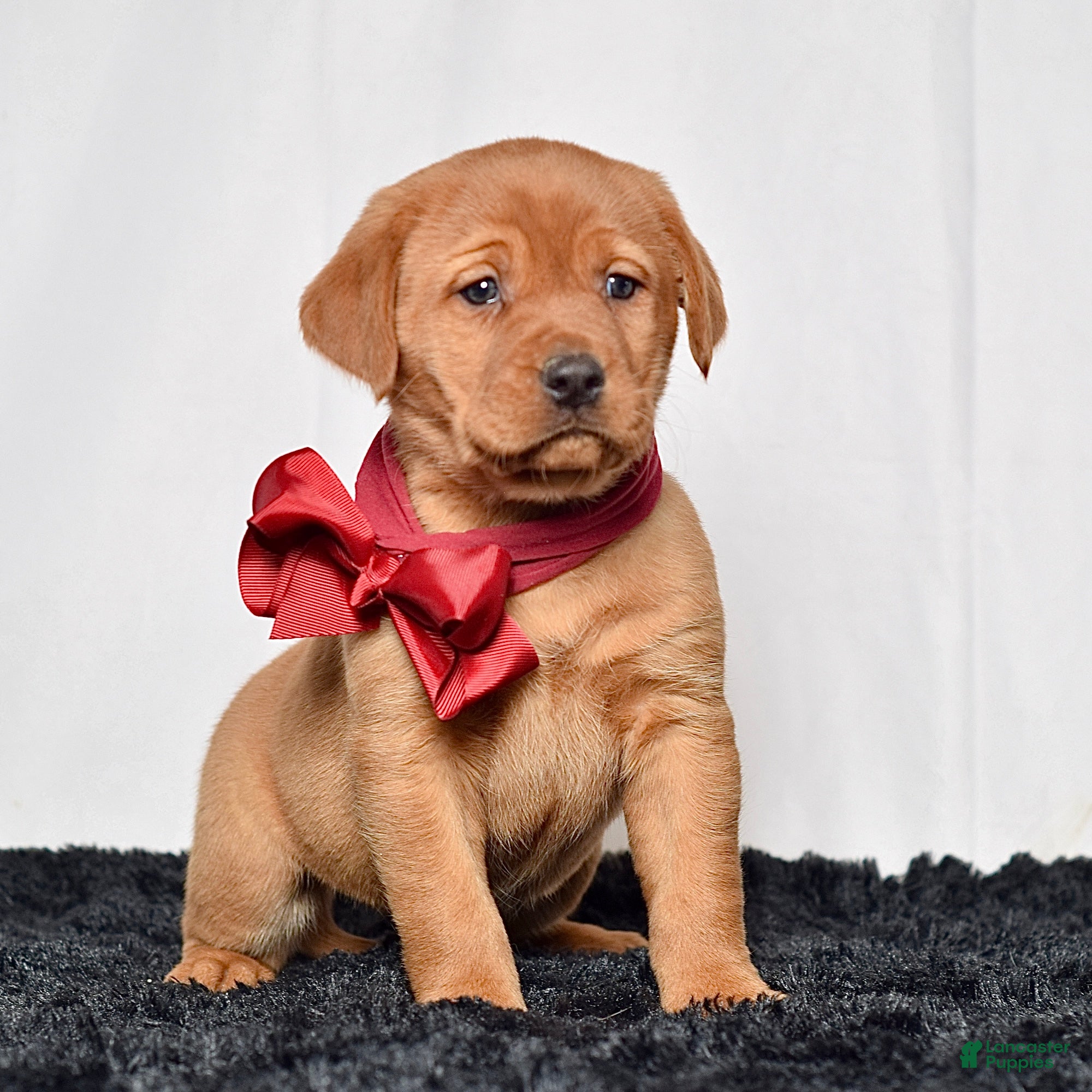 Labrador Retriever dogs Skye - Ad 1