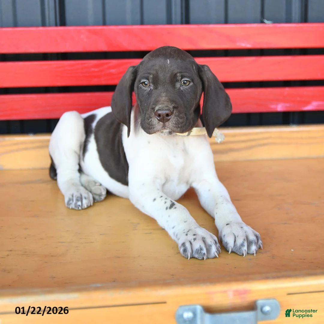 German Shorthaired Pointer dogs for sale: Bobby - Ad 3