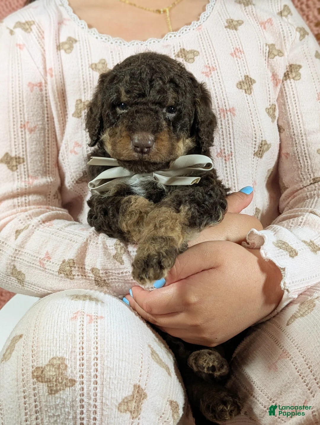 Mixed Breed dogs for sale: TERMINATOR  - Ad 1