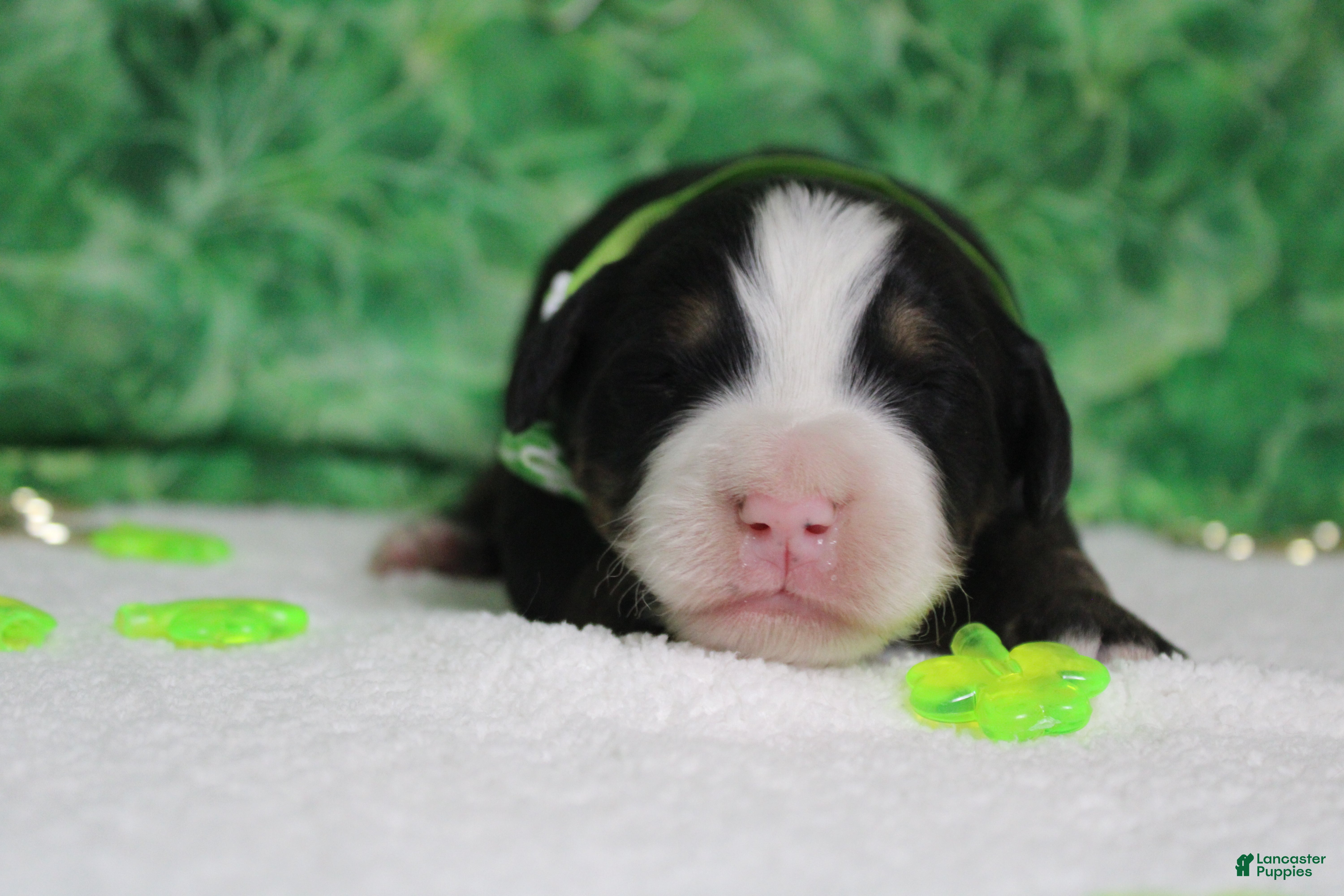 Bernese Mountain Dog dogs Brutus  - Ad 13