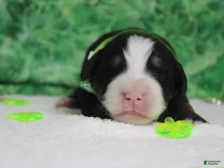 Bernese Mountain Dog dogs Brutus - Ad 13