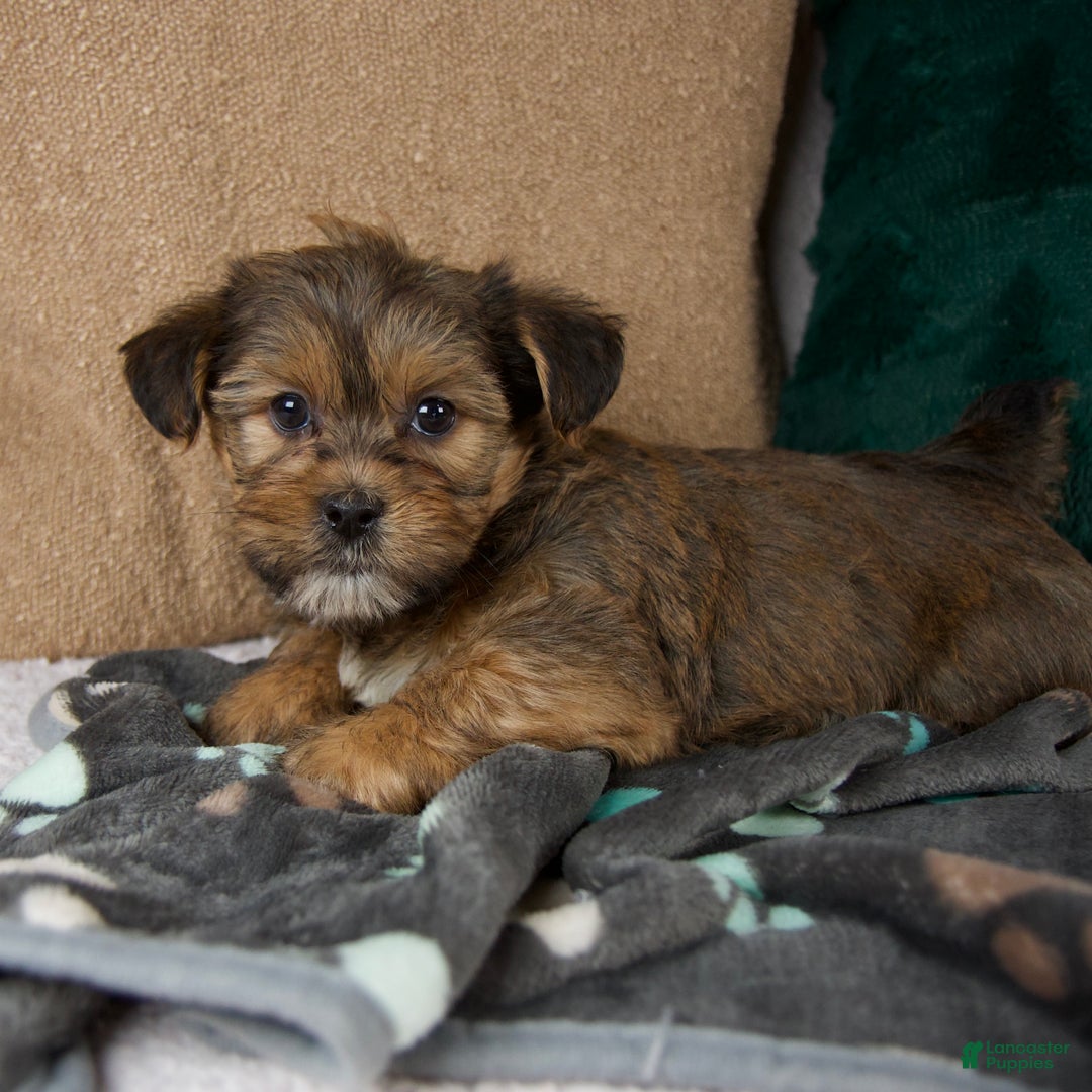 Shorkie dogs for sale: Ian - Ad 4