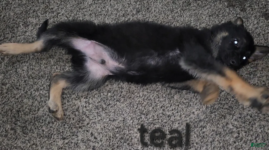 German Shepherd dogs for sale: Teal Boy - Ad 2