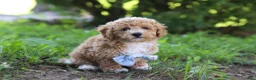 Bichpoo dogs for sale: Rusty - Ad 6