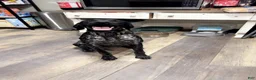 German Shorthaired Pointer dogs for sale: Muzzy aka Bear - Ad 9