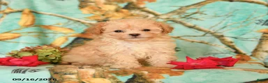 Precious
