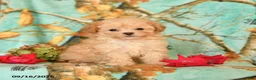 Maltipoo dogs for sale: Precious - Ad 1