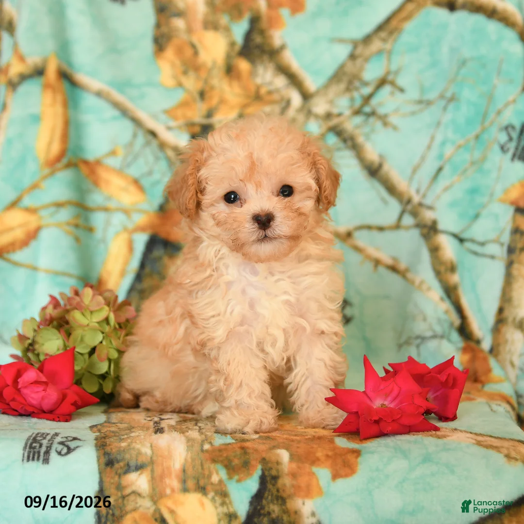 Maltipoo dogs for sale: Precious - Ad 1