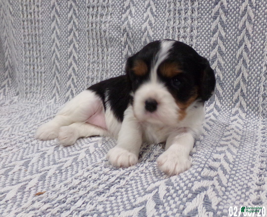 Cavalier King Charles Spaniel dogs for sale: Cavalier King Charles Spaniel Puppy 3 - Ad 11
