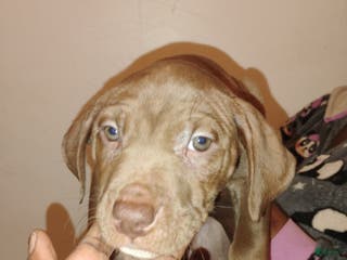 Mixed Breed dogs Blondie - Ad 19