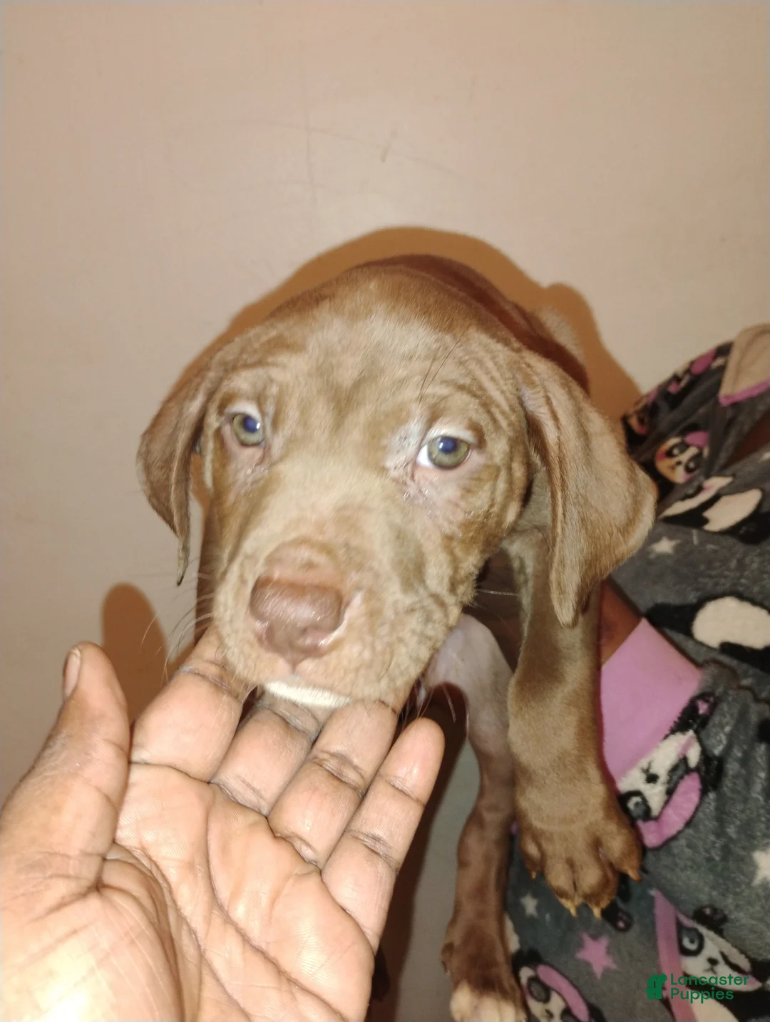 Mixed Breed dogs for sale: Blondie  - Ad 1