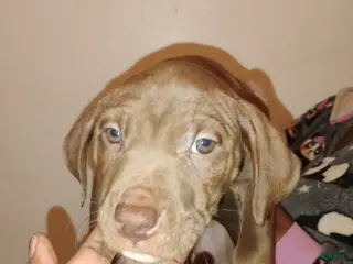 Mixed Breed dogs Blondie - Ad 20