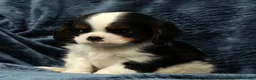 Cavalier King Charles Spaniel dogs for sale: Koby - Ad 9