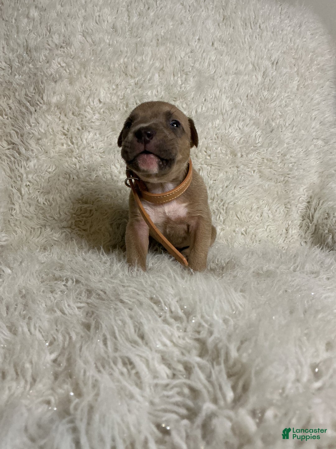 American Bully dogs for sale: Dirty Dan - Ad 9