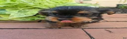 Yorkshire Terrier dogs for sale: Teacup Moose - Ad 3