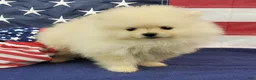 Pomeranian dogs for sale: Wynette - Ad 6