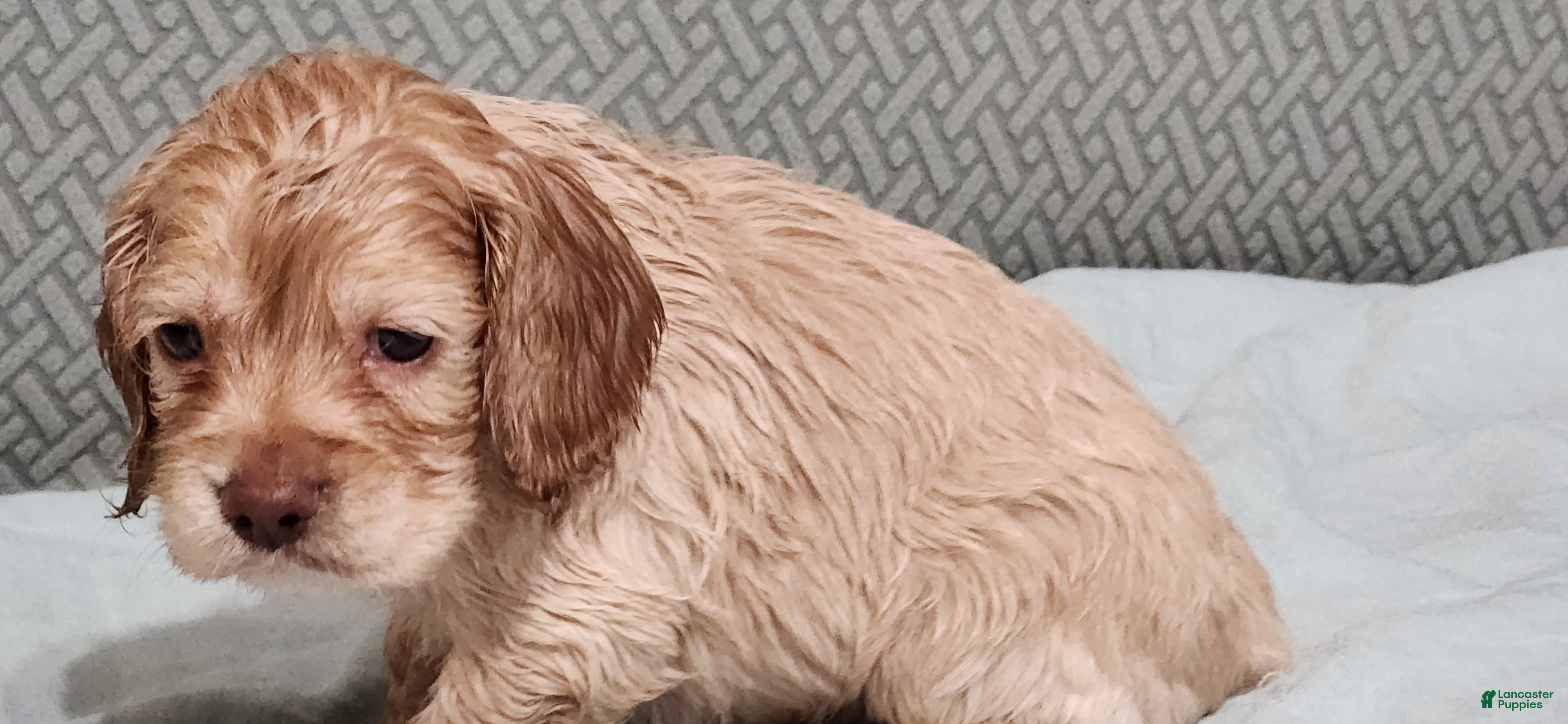 Cocker Spaniel dogs Cocker Spaniel 2 - Ad 2